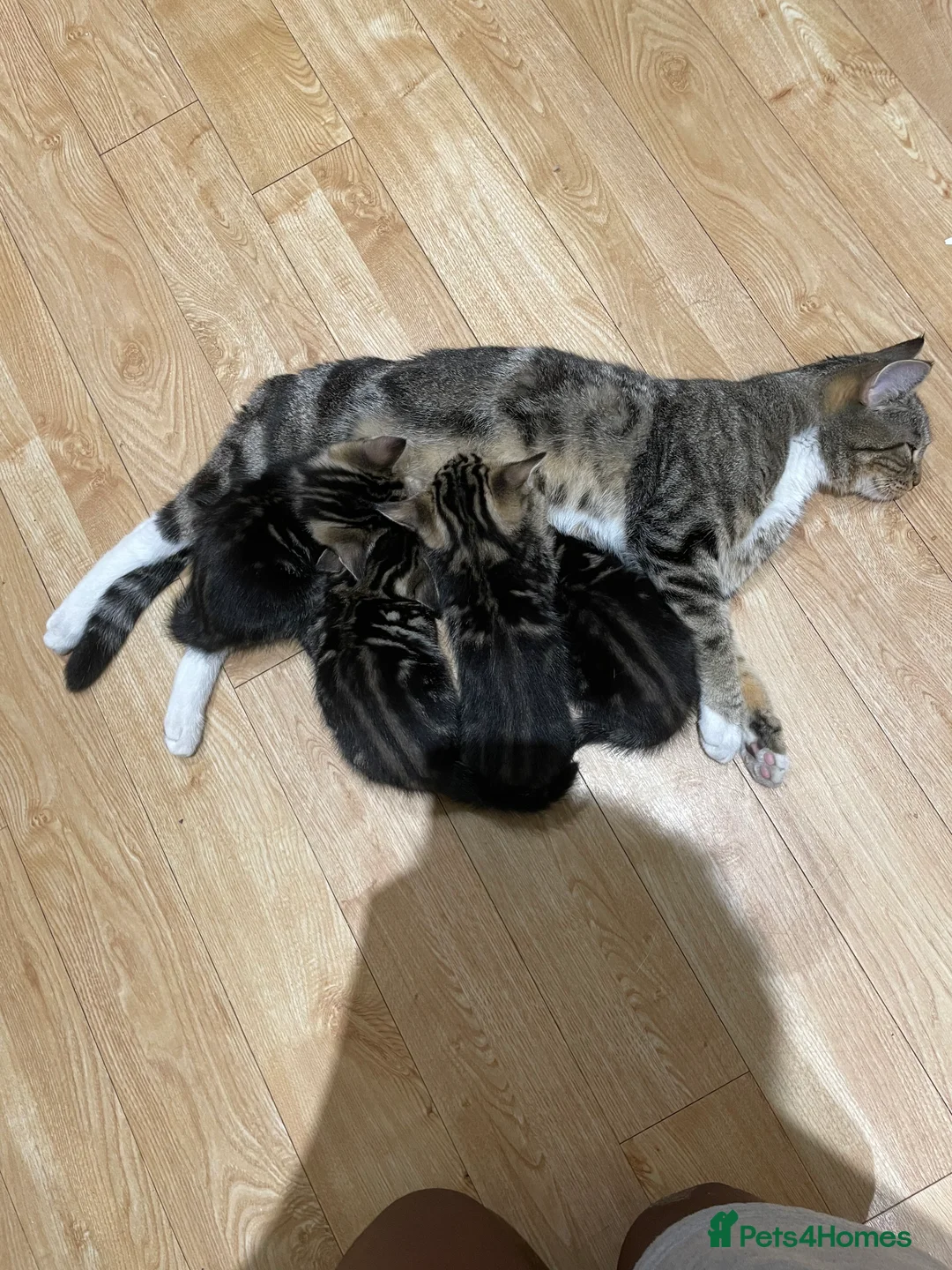 Mixed Breed cats for sale: 4 tiger striped kittens in Orpington - Advert 2
