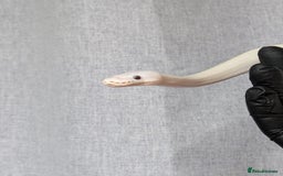 Python Snake reptiles for sale: Banana Blue-eyed Leucistic - Image 5