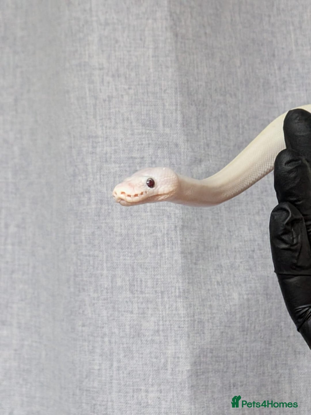 Python Snake reptiles for sale: Banana Blue-eyed Leucistic - Image 5