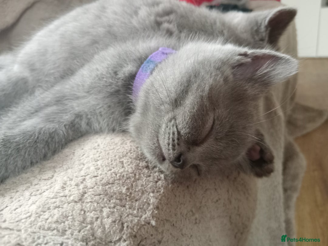 British Shorthair cats for sale: BRITISH SHORT HAIR KITTENS  in Gloucester - Image 8