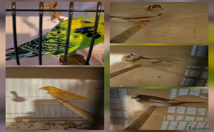 Finches birds - Advert 2