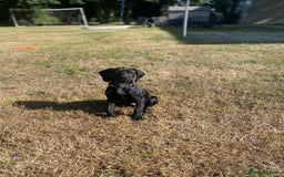 Mixed Breed dogs for sale: RESERVED  - Image 2