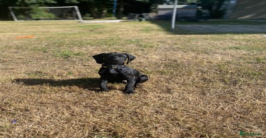 Mixed Breed dogs - Advert 13