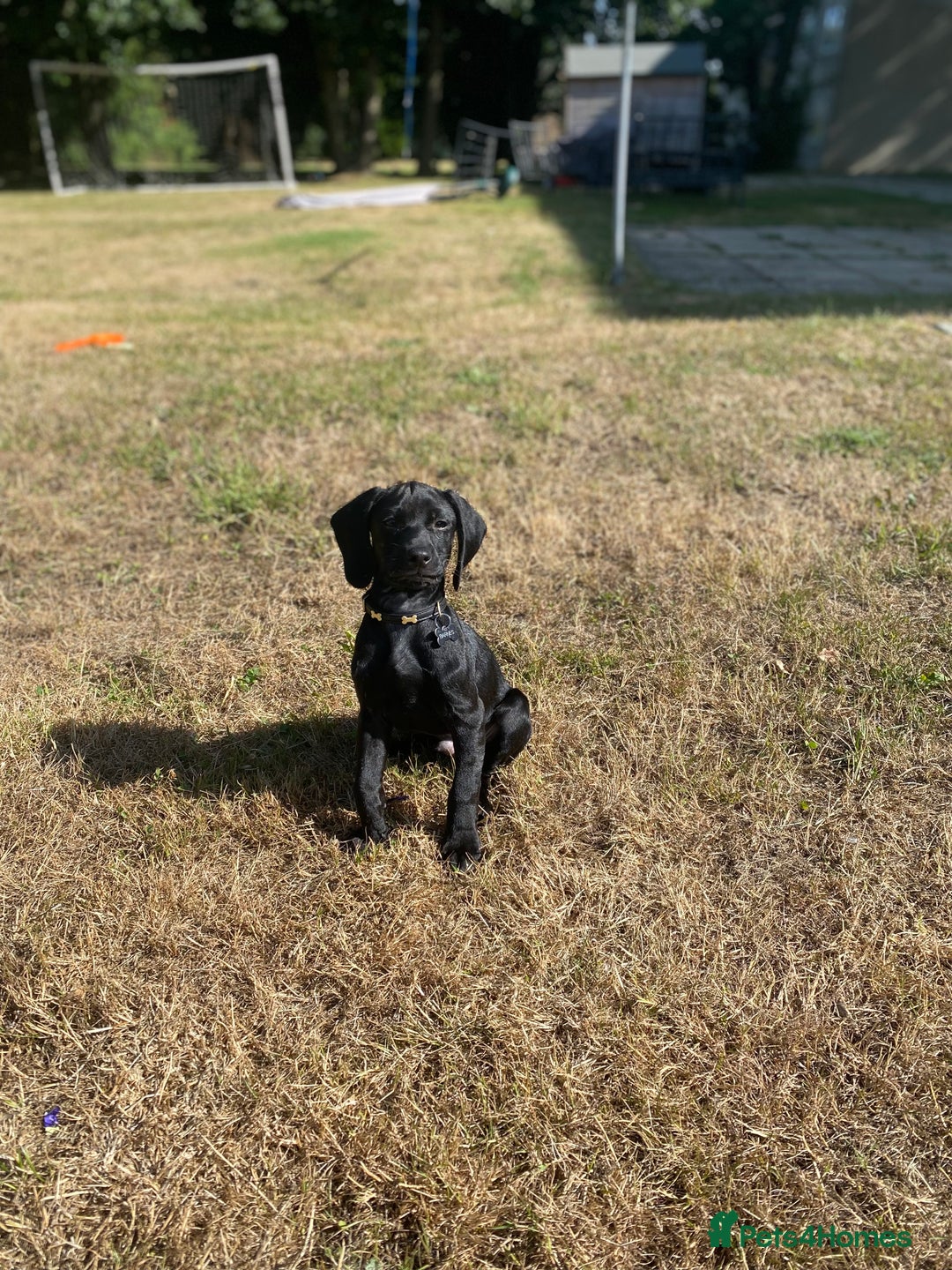 Mixed Breed dogs for sale: RESERVED  - Image 2