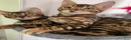 Bengal cats for sale: Beautiful Purebred Bengal Kittens – Ready Now! - Advert 10
