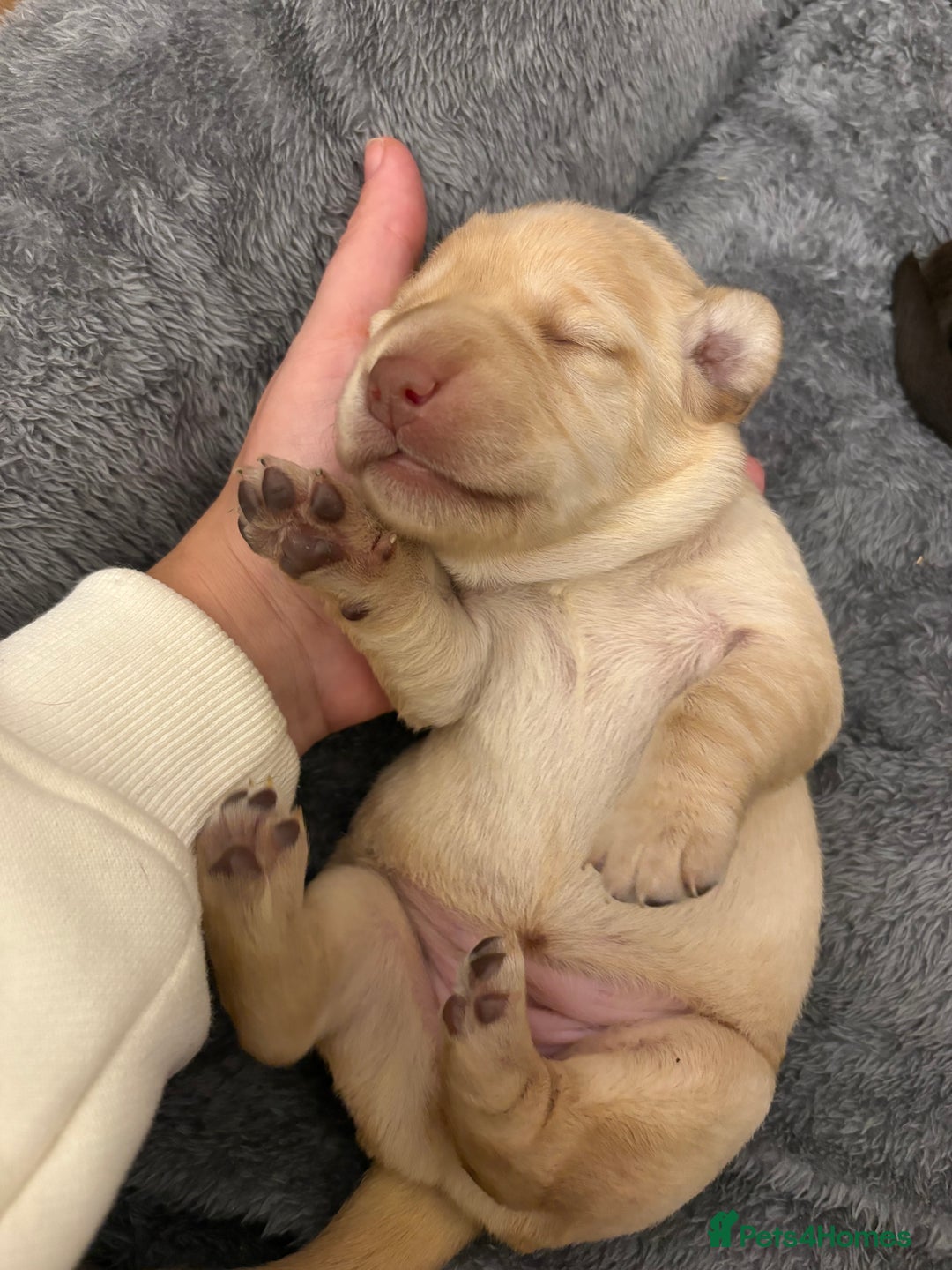 Cockerdor dogs for sale: labrador/ cockerdor Puppies  - Advert 17