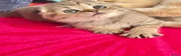 Scottish Fold cats for sale: Rare smoky blue golden Scottish Fold boys - Advert 2