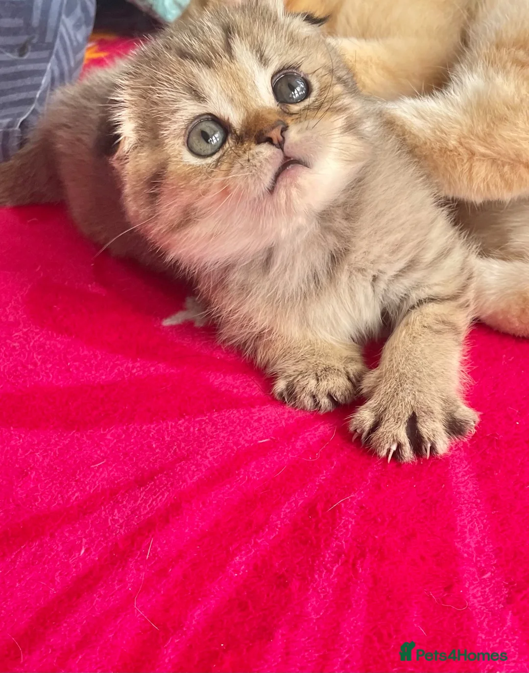 Scottish Fold cats for sale: Rare smoky blue golden Scottish Fold boys - Advert 2