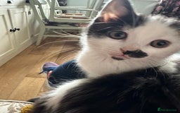 British Longhair cats for sale: Sweetie - Image 2