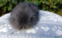 Lionhead rabbits for sale: Stunning DM Lionhead baby rabbits RTR - Image 6