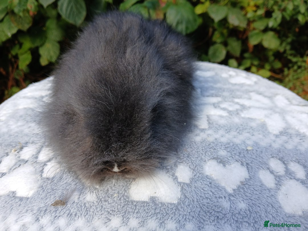 Lionhead rabbits for sale: Stunning DM Lionhead baby rabbits RTR - Image 6