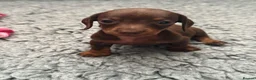 Miniature Dachshund dogs for sale: 1 Left KC Registered Miniature Dachshund Puppies - Advert 11