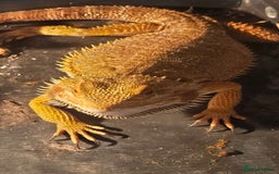 Bearded Dragon reptiles for sale: Male breaded dragon 1 year old - Image 7