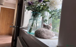 British Shorthair cats for sale: Tica Registered British Shorthairs  - Image 5