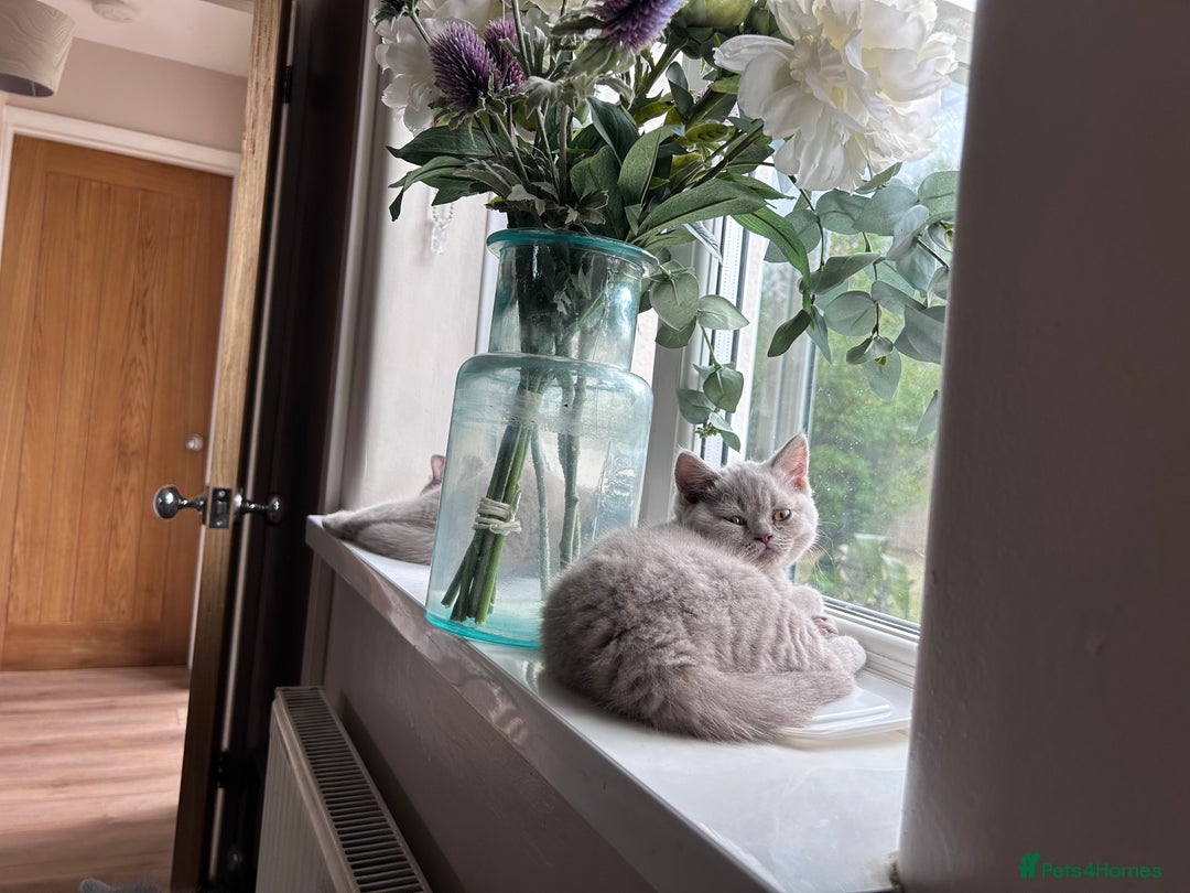 British Shorthair cats for sale: Tica Registered British Shorthairs  - Image 5