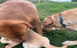 Goldador dogs for sale: Stunning chunky Goldadors  - Image 2