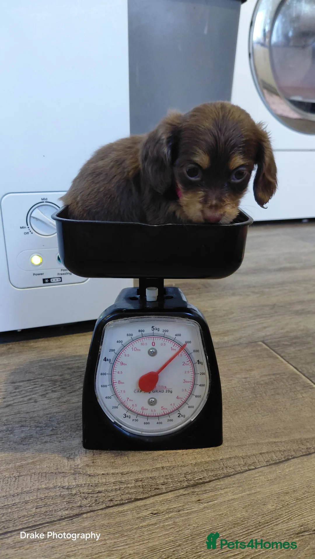 Miniature Dachshund dogs for sale: Sweetest Longhaired/One S.Haired Mini's 🤎🐾 - Advert 4