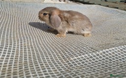 Mini Lop rabbits for sale: Lop Rabbit Girls - Image 2