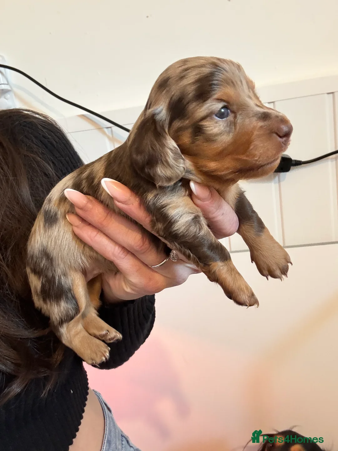 Dachshund dogs for sale: LONGHAIRED MINIATURE DACHSHUND KC REG PRA CLEAR - Advert 2