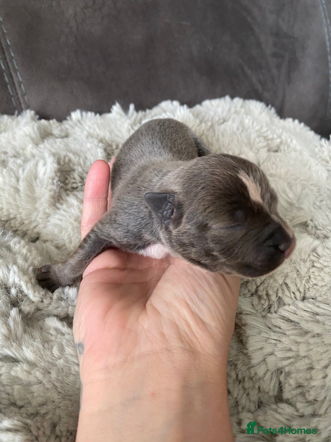 Staffordshire Bull Terrier dogs for sale: 🐾🐾Blue Staffordshire 🐾🐾 - Image 3
