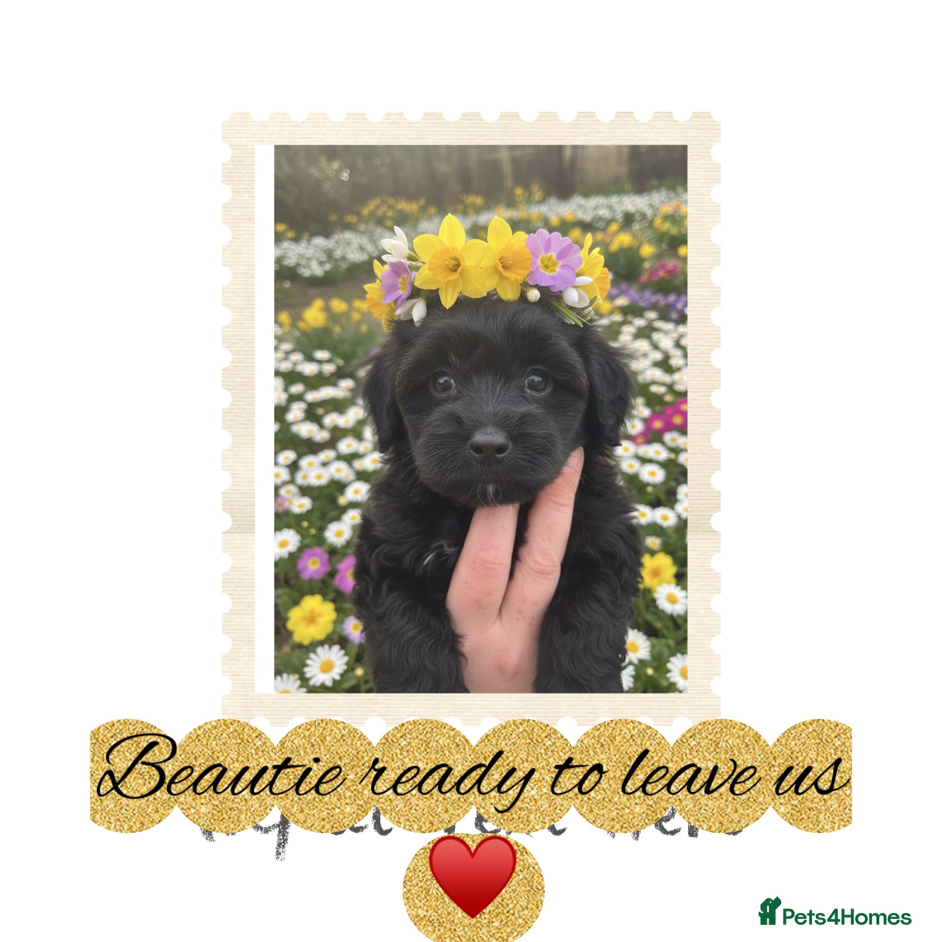 Cavapoo dogs 1 boy one girl  🐾♥️🐾 - Advert 2