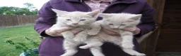 Mixed Breed cats for sale: 4 Ginger male kittens for sale to loving homes - Advert 1