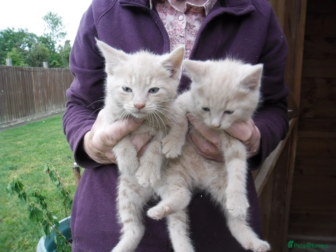 Mixed Breed cats for sale: 4 Ginger male kittens for sale to loving homes - Advert 1