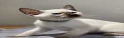 Siamese cats for sale: GCCF Registered Traditional Siamese Kittens.  - Advert 18