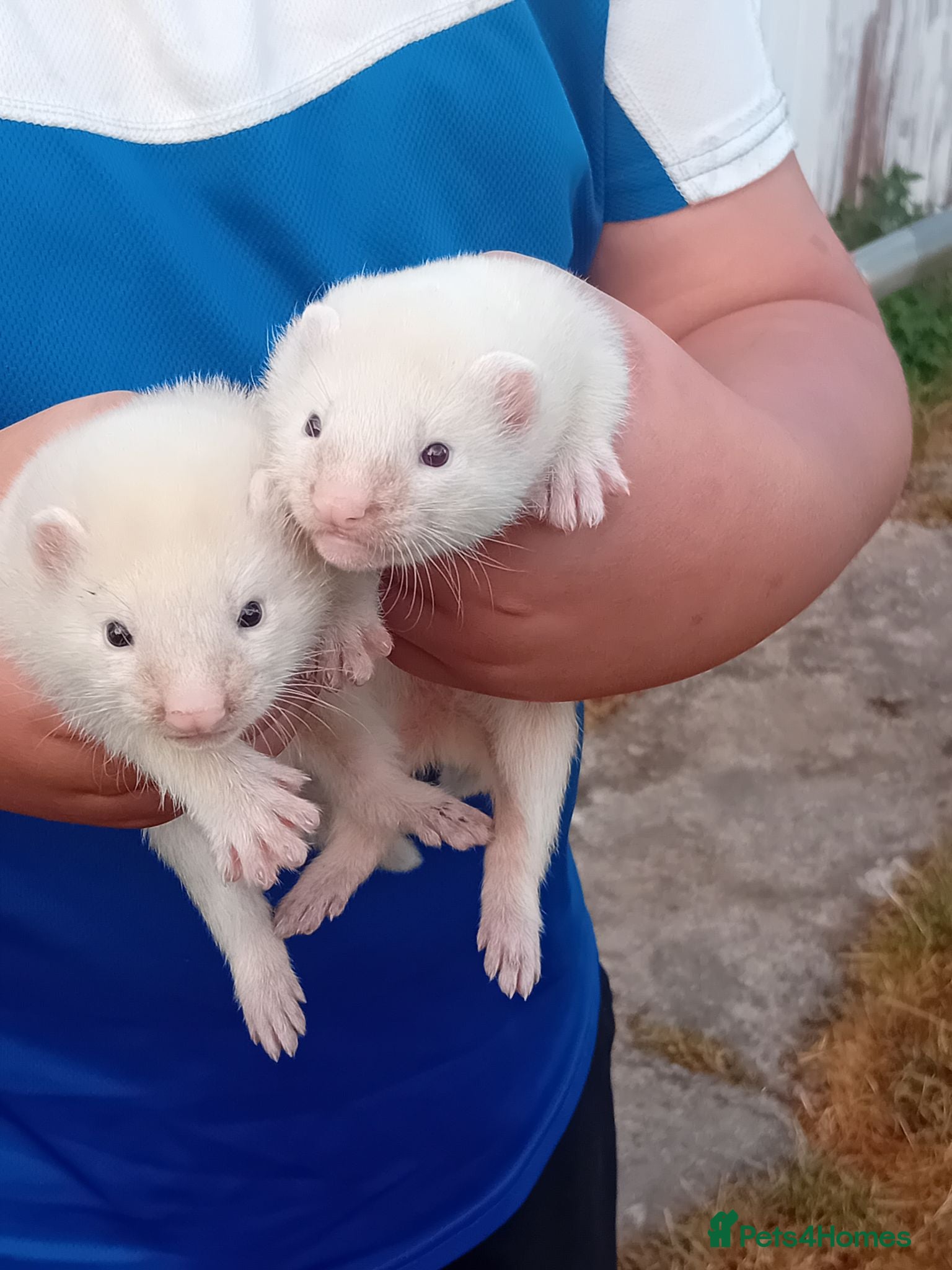 Ferret rodents Ferret kits - Advert 1