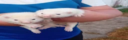 Ferret rodents for sale: Ferret kits - Advert 1