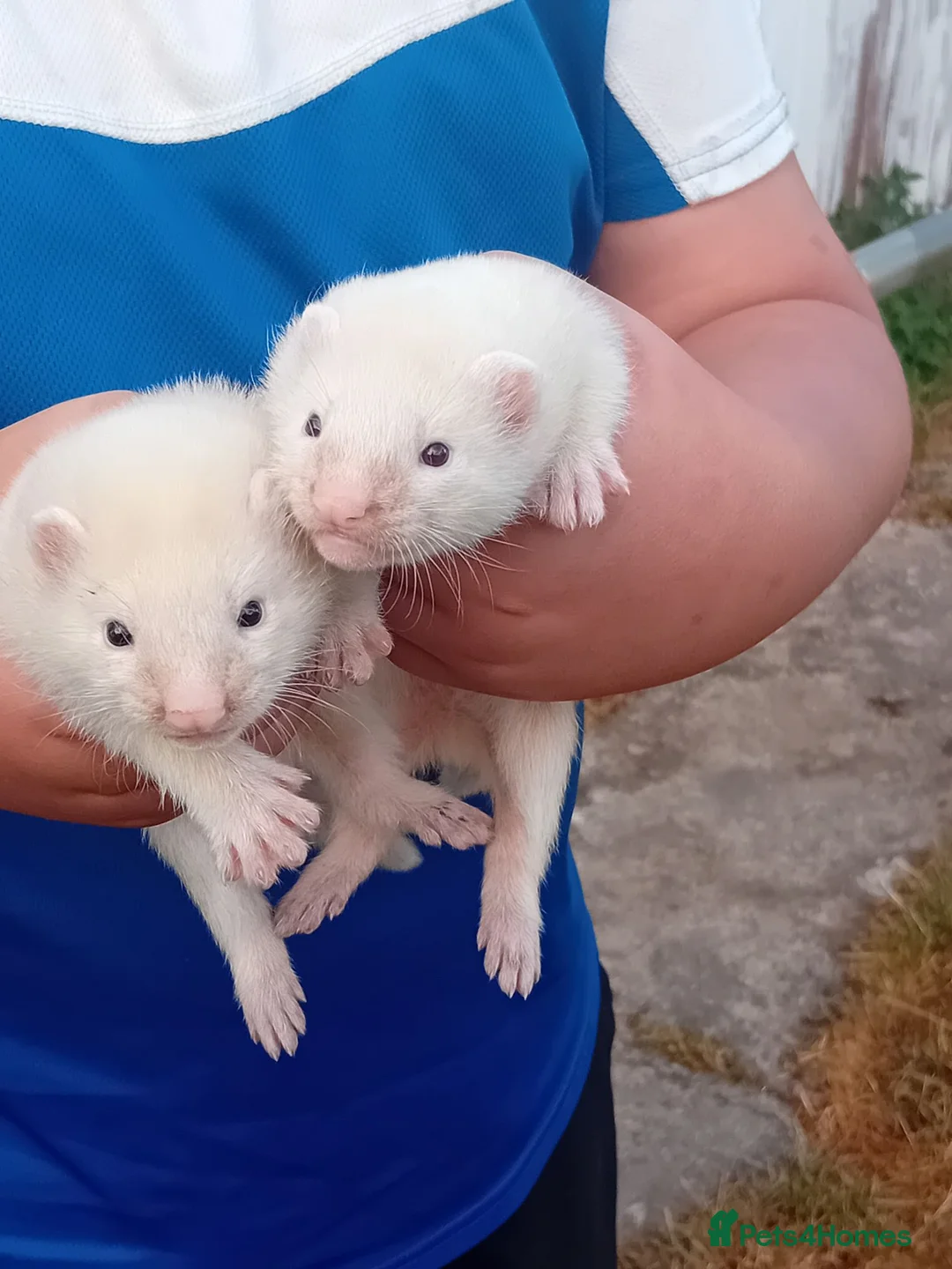 Ferret rodents for sale: Ferret kits - Advert 1