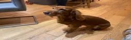 Cocker Spaniel dogs for sale: Beautiful working Cocker Spaniel puppies  in Royston - Advert 6