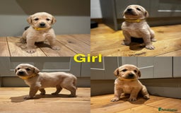 Goldador dogs for sale: Goldador puppies, Labrador x Golden Retiever  - Image 8