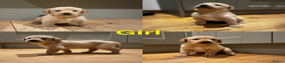 Goldador Puppy 7