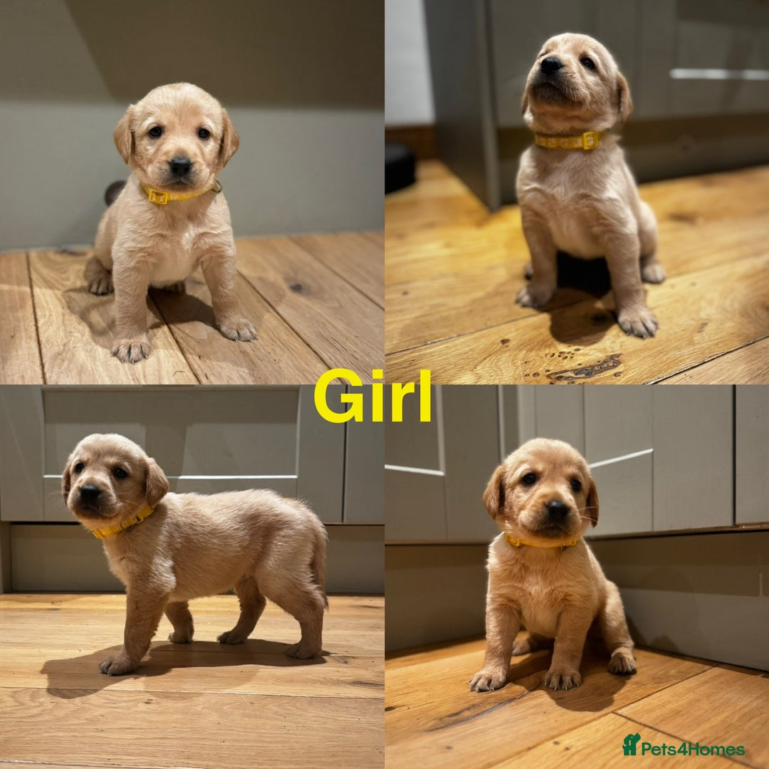 Goldador dogs for sale: Goldador puppies, Labrador x Golden Retiever  - Image 8