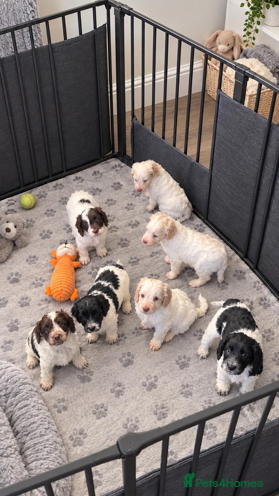 Cockapoo dogs for sale: F1 cockapoos licensed breeder - Advert 16