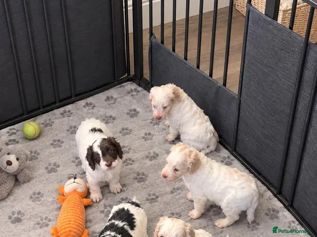 Cockapoo dogs for sale: F1 cockapoos licensed breeder - Advert 16