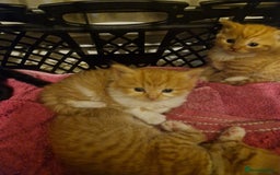 Domestic Shorthair cats for sale: Kittens for sale - Image 9