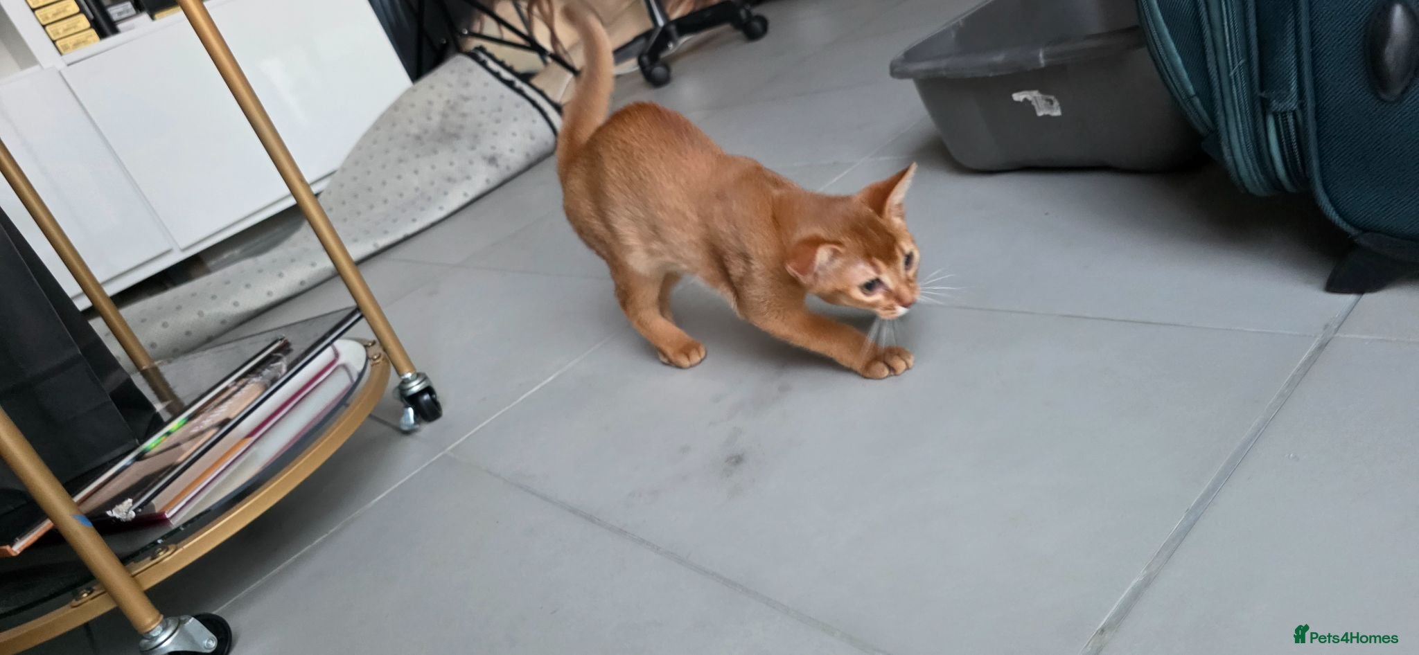 Abyssinian cats Beautiful Abyssinian female kittens  - Advert 2