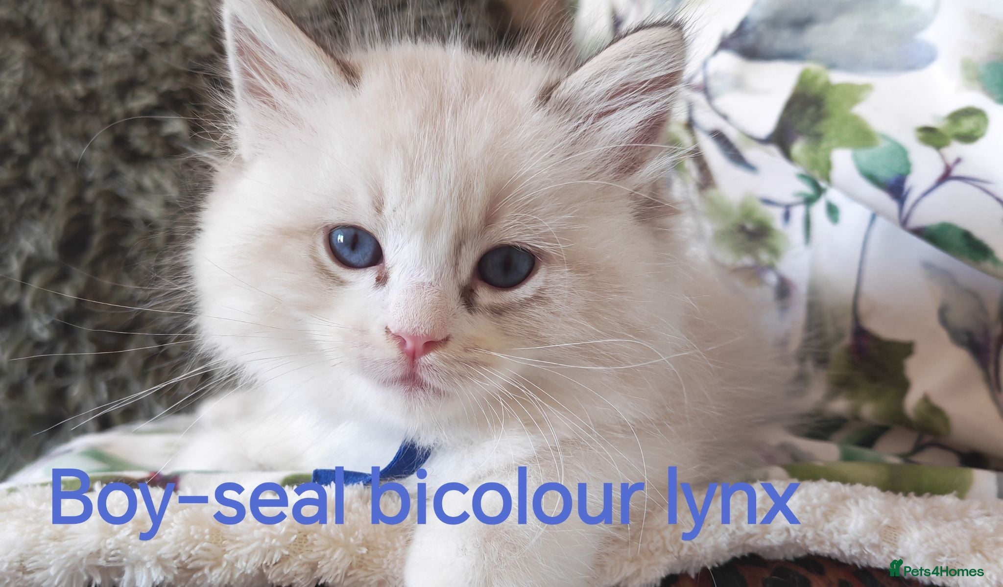 Ragdoll cats GCCF REGISTERED BEAUTIFUL RAGDOLLS KITTENS  - Advert 5