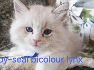 Ragdoll cats GCCF REGISTERED BEAUTIFUL RAGDOLLS KITTENS - Advert 5