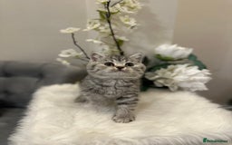 British Shorthair cats for sale: Silver Spotted Full Pedigree Registered BSH - Image 8