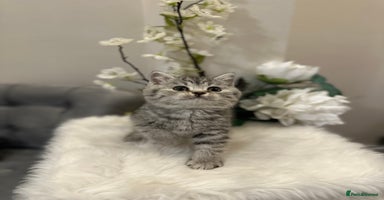 British Shorthair cats - Advert 12