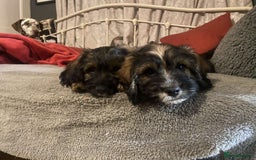 Mixed Breed dogs for sale: 2 little boys ready for forever homes - Image 1