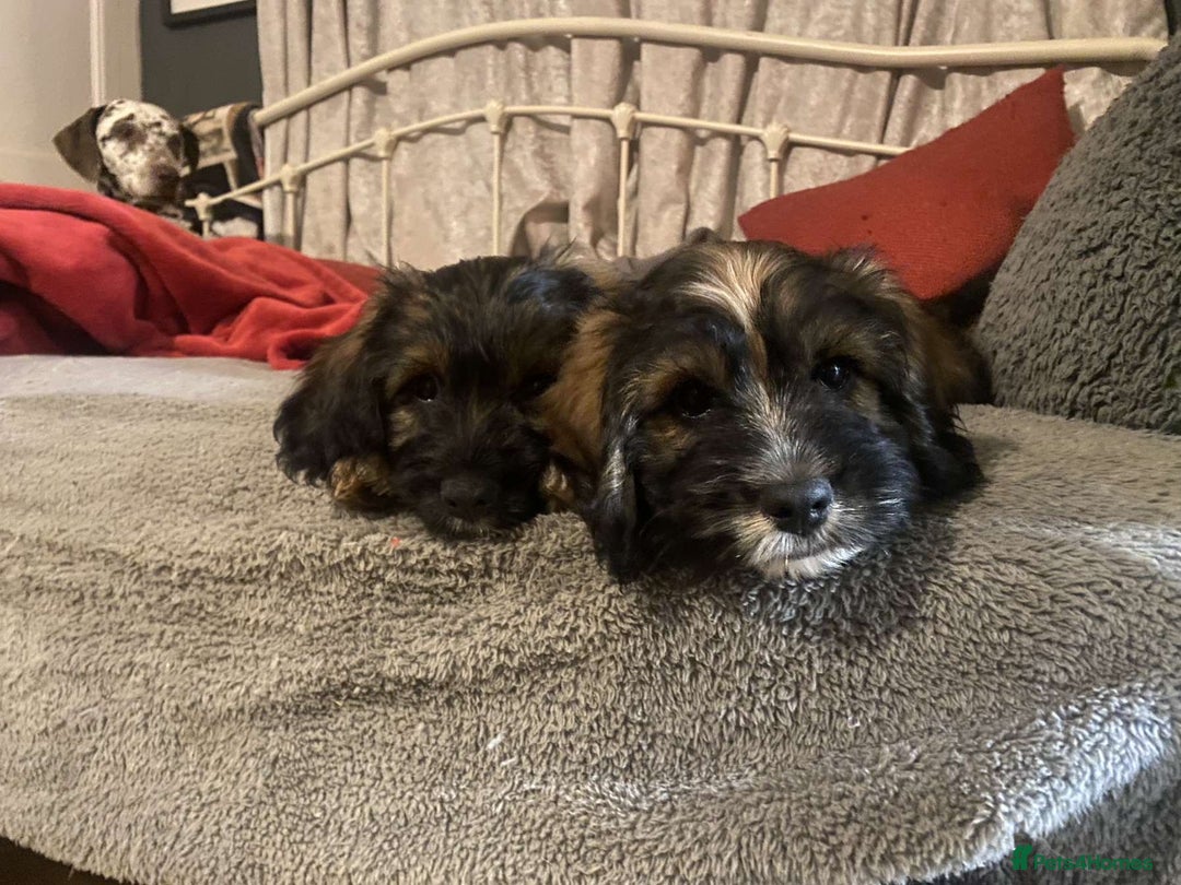 Mixed Breed dogs for sale: 2 little boys ready for forever homes - Image 1