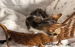 Bengal cats for sale: Bengal kittens ready now - Image 33