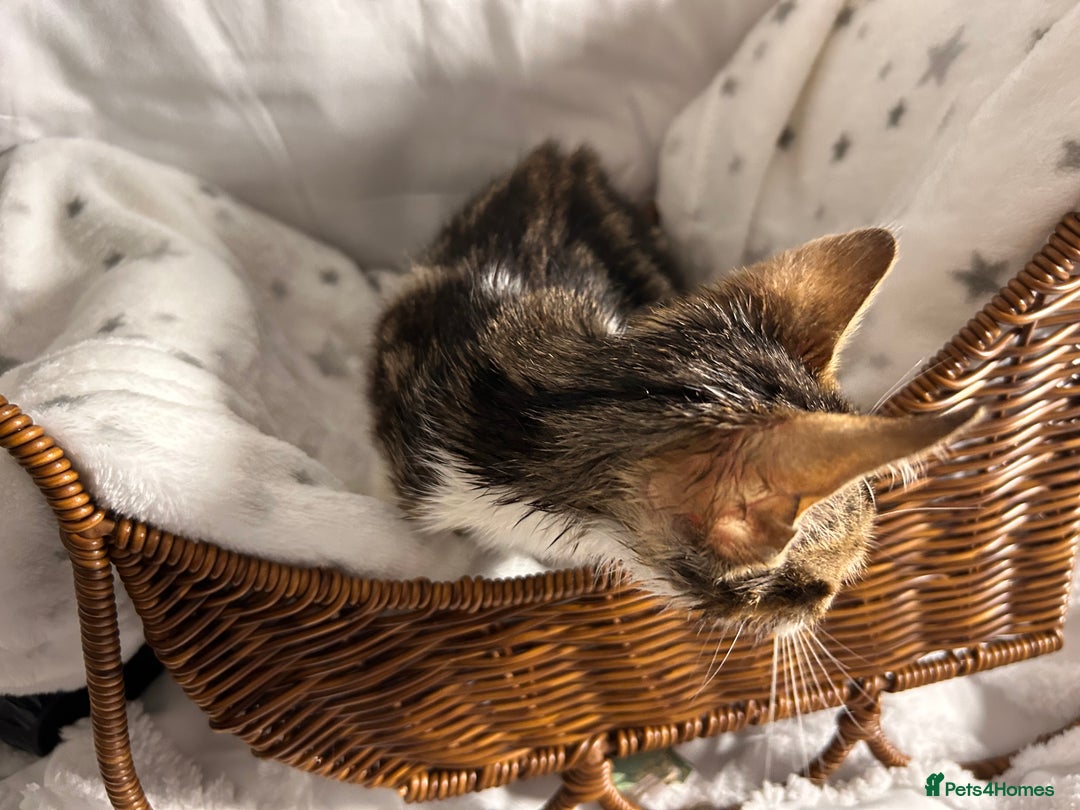 Bengal cats for sale: Bengal kittens ready now - Image 33