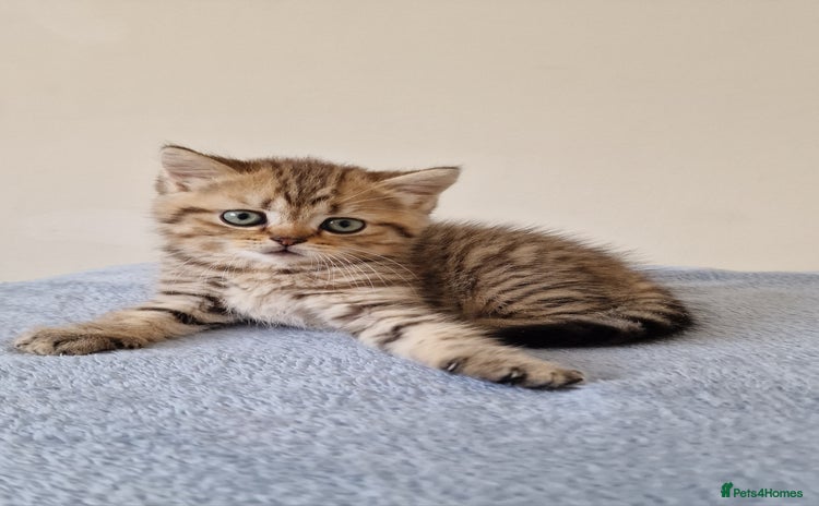 British Shorthair cats - Advert 8