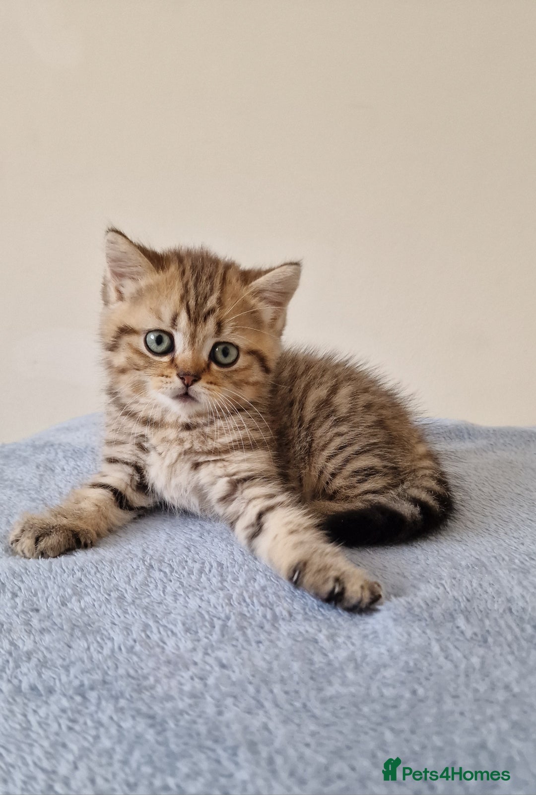 British Shorthair cats for sale: 3 beautiful british shorthair kittens 🥰 - Image 1