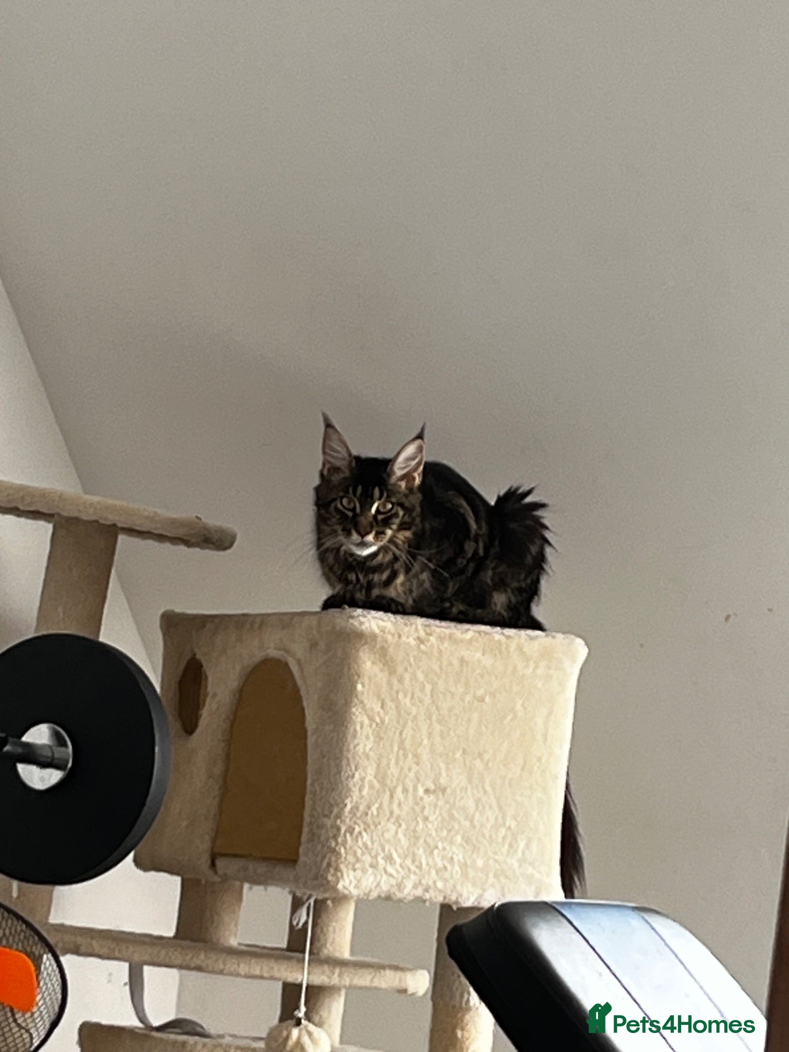 Maine Coon cats Pedigree Maine coons - Advert 1